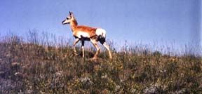 The American Proghorn is called the Antelope.  We have hundreds of thousands in SE Wyoming.