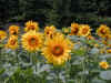 sunflower.JPG (449541 bytes)